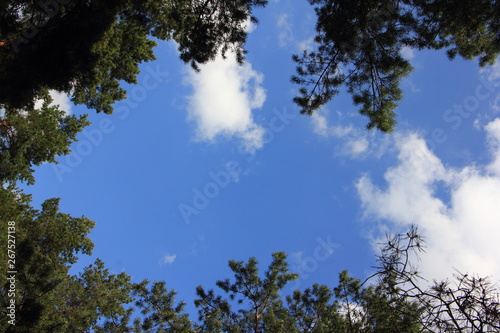 Blue sky with white clouds surrounded by tree branches  view from the bottom up - texture for background with place for inscription
