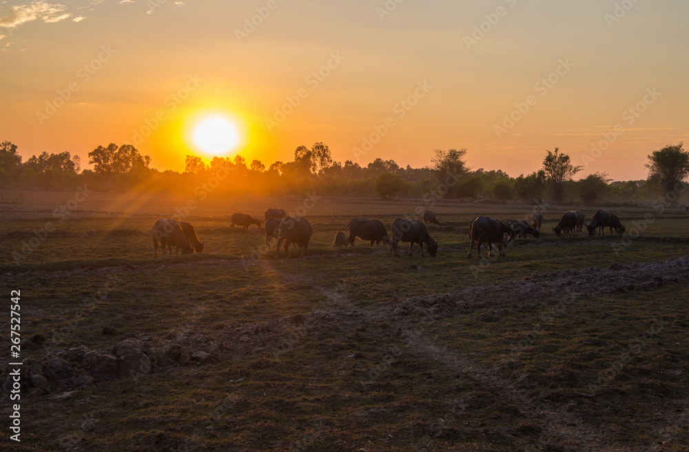 Sunset in a country field with buffaloes grazing, north east Thailand, Asia