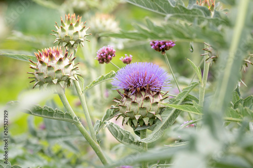 Cuadro en lienzo Group of artichokes plants