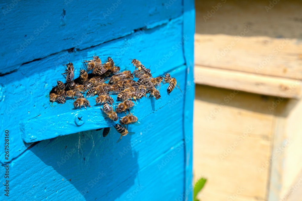 Swarming bees at the entrance of old beehive in apiary.. Swarming bees at the entrance of old beehive in apiary..