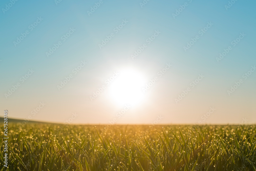 Backlit gras on field growing on spring corn field. Beautiful agricultural countryside during producing sunny day. Everyone in line with shining water drops on yellow green leaves in sunrise backlight