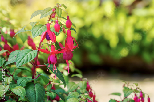 Close up of red purple fuchsia flower in botanical garden