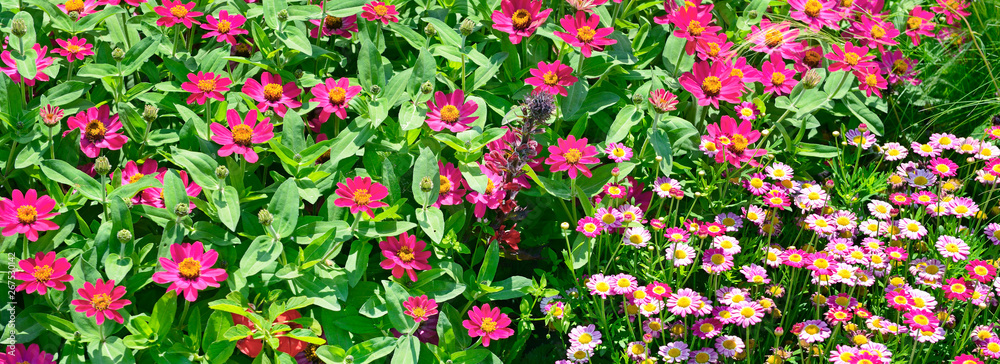 Panorama colorful flowers