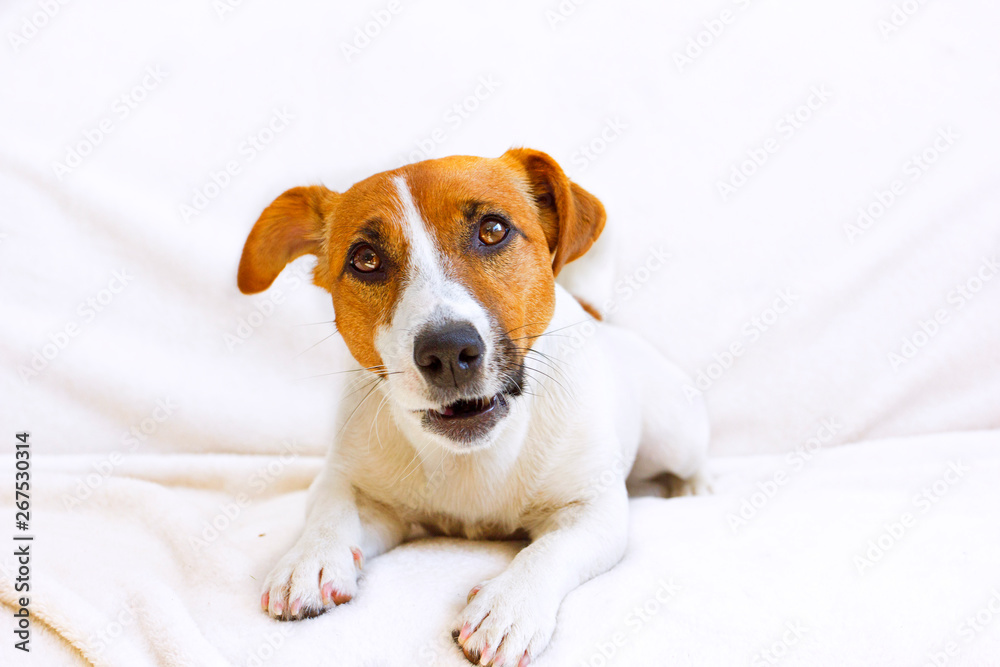  jack russell terrier looks into his eyes on a white bedspread