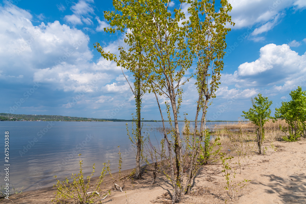 Beautiful summer river landscape - sandy river bank with reeds and trees and blue sky with clouds