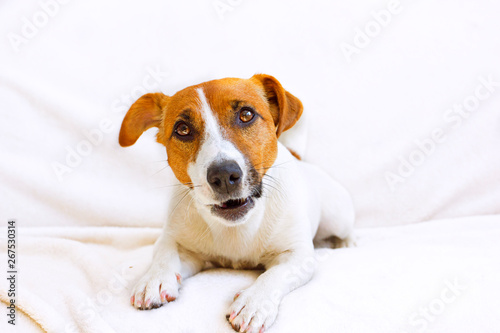  jack russell terrier looks into his eyes on a white bedspread