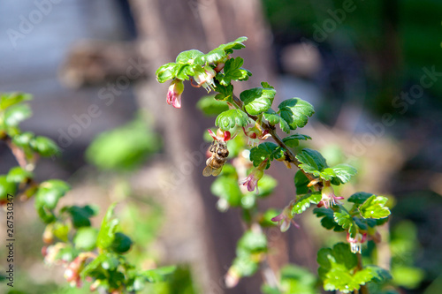 Honeybee on gooseberry bush flower collecting pollen and nectar to make sweet honey with medicinal benefits.