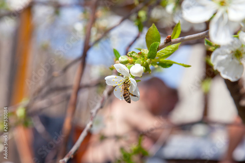 Honeybee on white flower of cherry tree collecting pollen and nectar to make sweet honey with medicinal benefits..