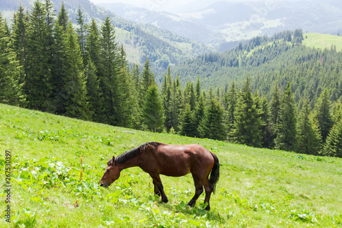 Brown horse grazing on a highland mountain pasture