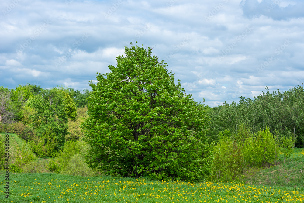 Beautiful summer and spring landscape - a field of dandelions in the foreground and trees in the background the sky with clouds
