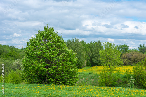 Beautiful summer and spring landscape - a field of dandelions in the foreground and trees in the background the sky with clouds