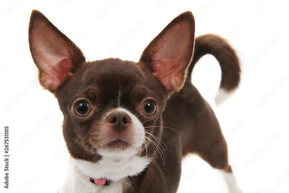 brown short hair chihuahua isolated