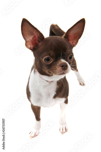brown short hair chihuahua isolated