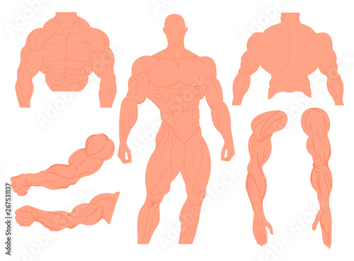 Muscles anatomy of a human body. Male muscular anatomy. Vector illustration