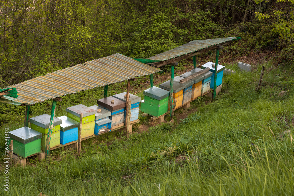 Bee hives on meadow in countryside of Italy,Bergamo(Seriana valley}The houses of the bees are placed on the green grass in the mountains. Private enterprise for beekeeping. Honey healthy food products Bee hives on meadow in countryside of Italy,Bergamo(Seriana valley}The houses of the bees are placed on the green grass in the mountains. Private enterprise for beekeeping. Honey healthy food products