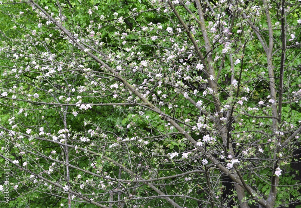 Fototapeta premium Apfelblüten