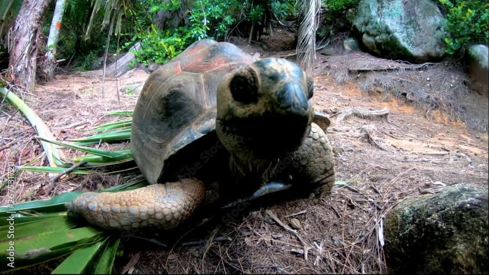 Giant Galapagos Tortoise's are endangered, and the protection of these animals is essential. Segment 3 of 4 in slow motion Giant Galapagos Tortoise's are endangered, and the protection of these animals is essential. Segment 3 of 4 in slow motion