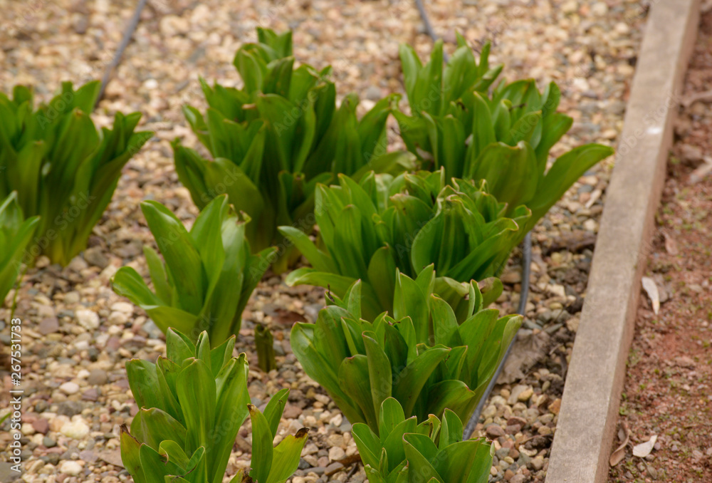 Obraz premium Spring Flowers