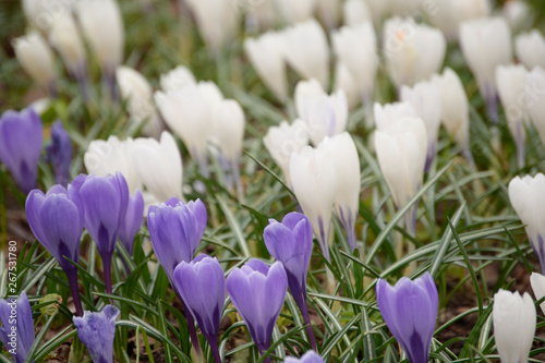 Spring Flowers