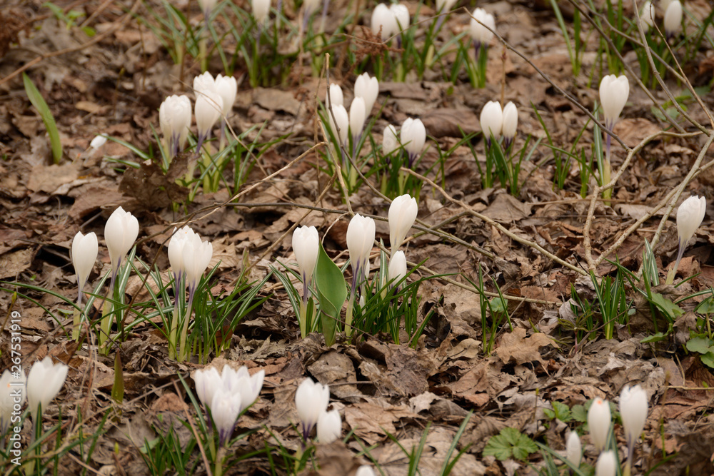 Spring Flowers Spring Flowers