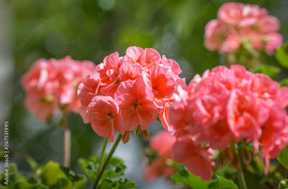 Fototapeta premium The flowers geranium in a summer garden.