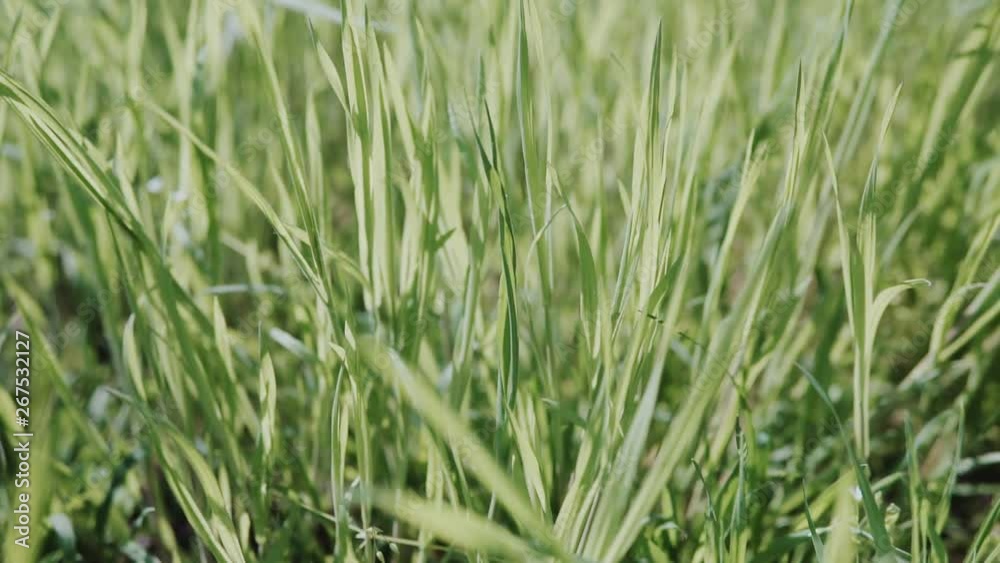 Natural Green Greenery Grass Stems Swayed From Wind In Summer Day. Natural Green Greenery Grass Stems Swayed From Wind In Summer Day.