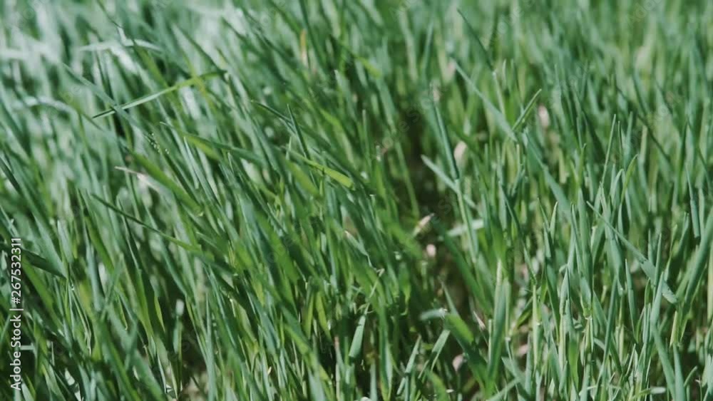 Natural Green Greenery Grass Stems Swayed From Wind In Summer Day. Natural Green Greenery Grass Stems Swayed From Wind In Summer Day.