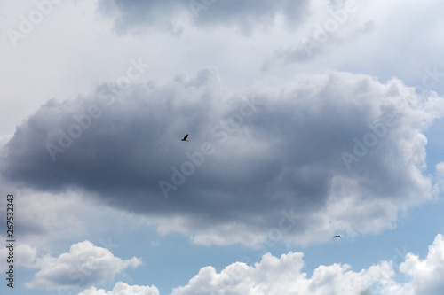 Background of the cloudy sky with two flying storks