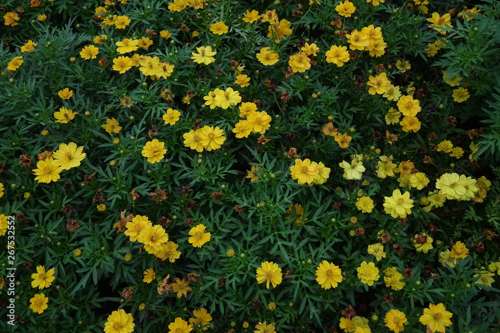 Fototapeta premium Close up of flower