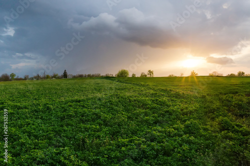 Field of the young alfalfa with other plants at sunset