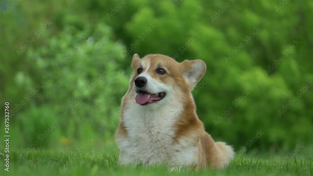 cute funny welsh corgi cute funny welsh corgi