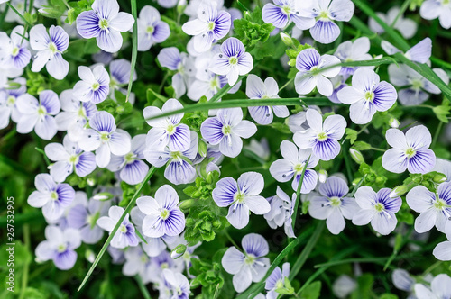 background of blue veronica flowers