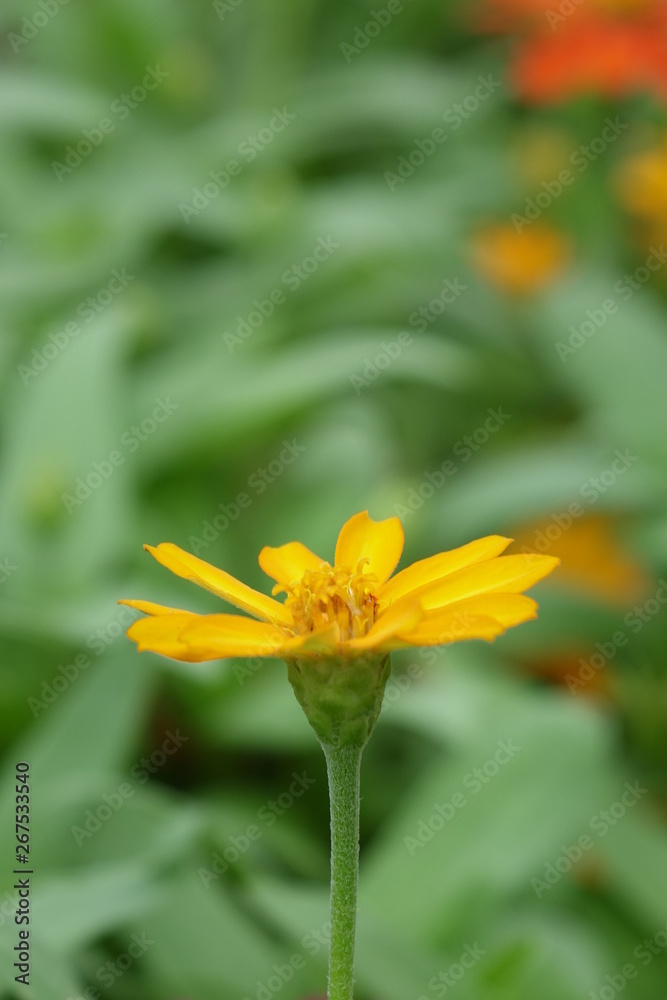 Fototapeta premium Close up of flower