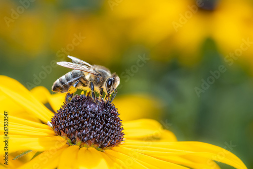 Bee pollinates coneflower - Rudbeckia subtomentosa