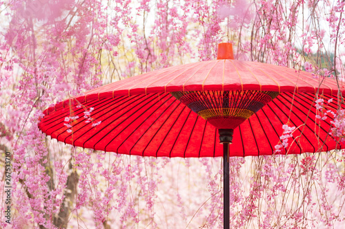 枝垂桜と和傘 和風イメージ 春 高見の郷 4月 Stock Photo Adobe Stock