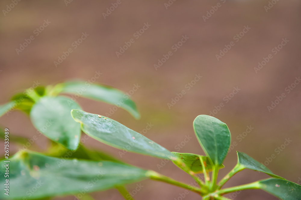 Schefflera leaves with shield. Plant parasitized close up and copy space. Schefflera leaves with shield. Plant parasitized close up and copy space.