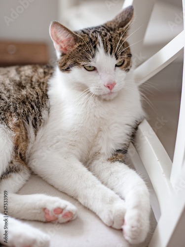 Beautiful cat lying on a chair at home, indoors, funny face expression