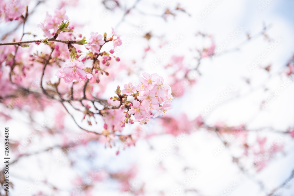 Beautiful Cherry Blossom in Matsuda , Japan Beautiful Cherry Blossom in Matsuda , Japan