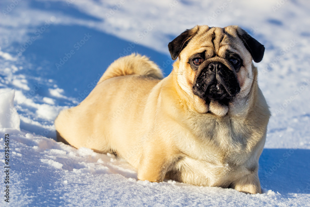 A beautiful pug dg playing outside in cold winter snow. Clouse up