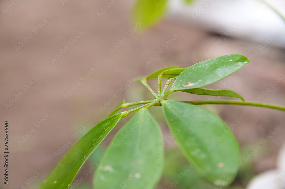 Schefflera leaves with shield. Plant parasitized close up and copy space.