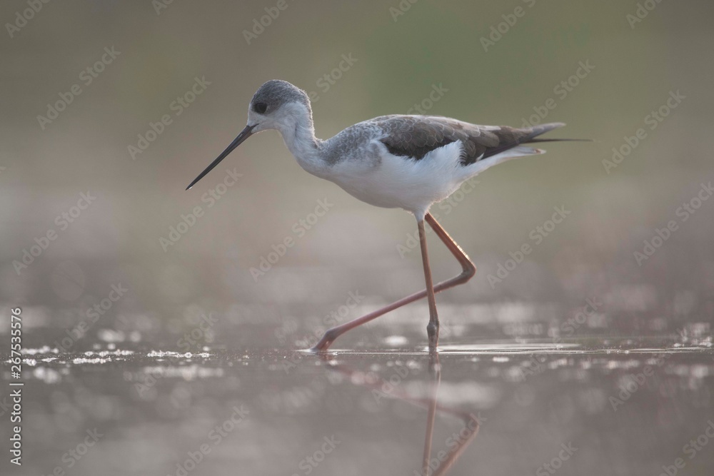 Black winged Stilt Black winged Stilt