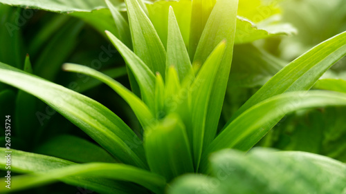 Green floral background, blurred background. Young green leaves, grass. Sunlight, rays.