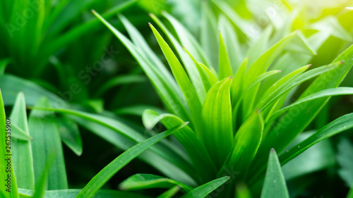 Green floral background  blurred background. Young green leaves  grass. Sunlight  rays.