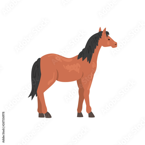 Brown Thoroughbred Horse Animal, Side View Vector Illustration