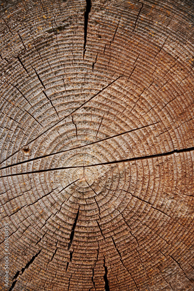 Fototapeta premium background texture old wood wall log