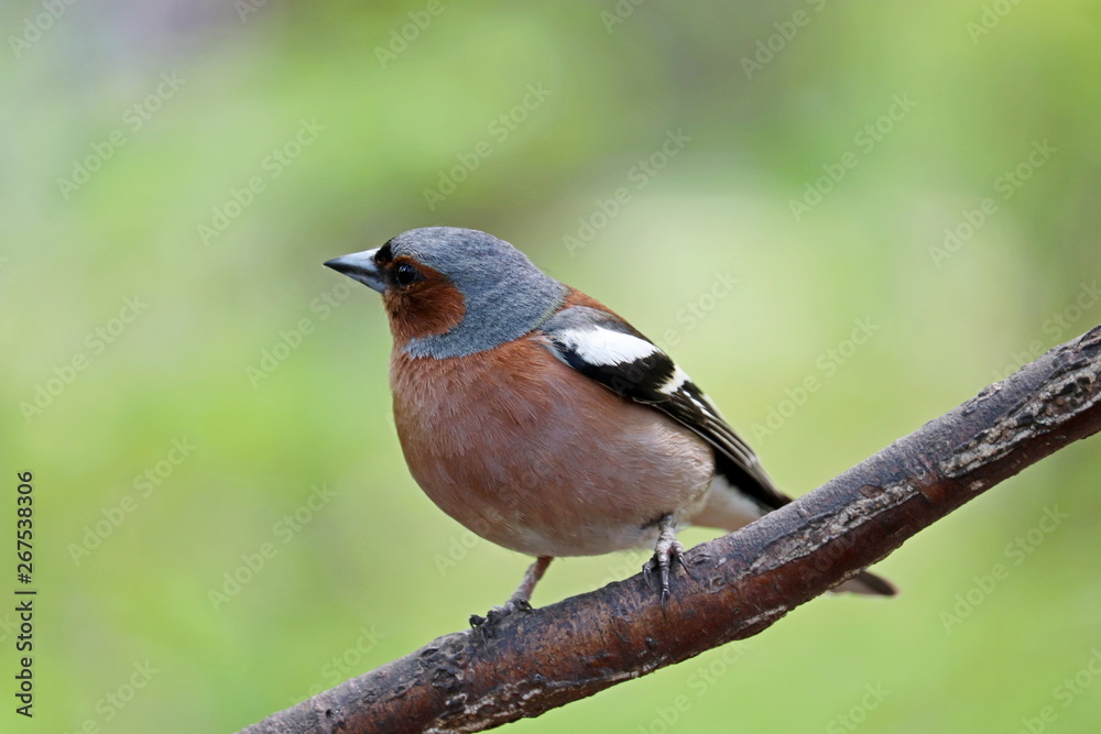 Fototapeta premium Chaffinch sitting on a branch in a forest. Beautiful songbird on green nature background, concept of summer season, sunny weather