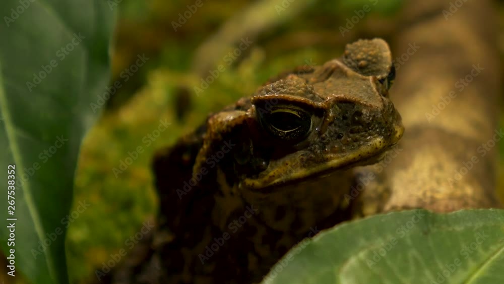 macro close up of invasive Hawaii cane toad in its natural habitat! macro close up of invasive Hawaii cane toad in its natural habitat!