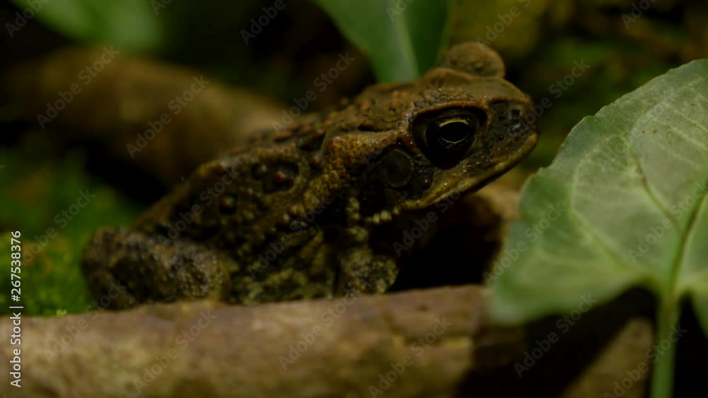 macro close up of invasive Hawaii cane toad in its natural habitat! macro close up of invasive Hawaii cane toad in its natural habitat!
