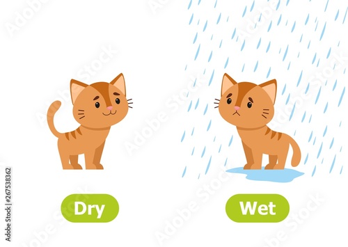 The kitten stands in the rain and without rain. Illustration of opposites dry and wet. Card for teaching aid, for a foreign language learning. Vector illustration on white background, cartoon style.