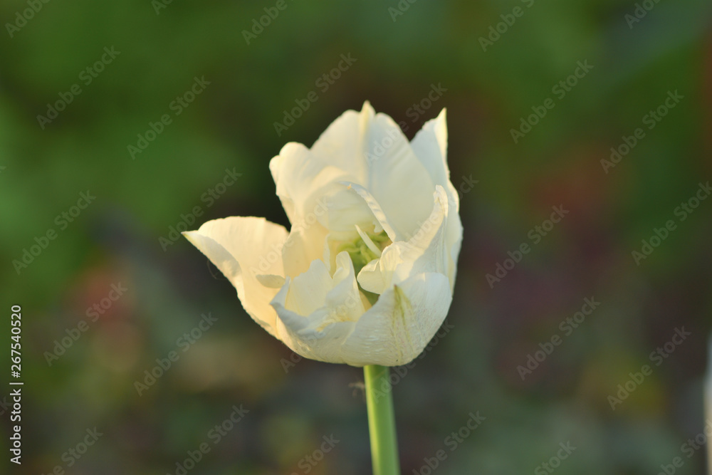 blooming buds of white tulip in the garden blooming buds of white tulip in the garden